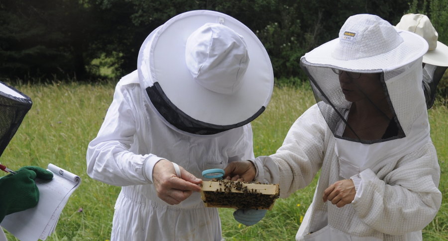 formation apiculture