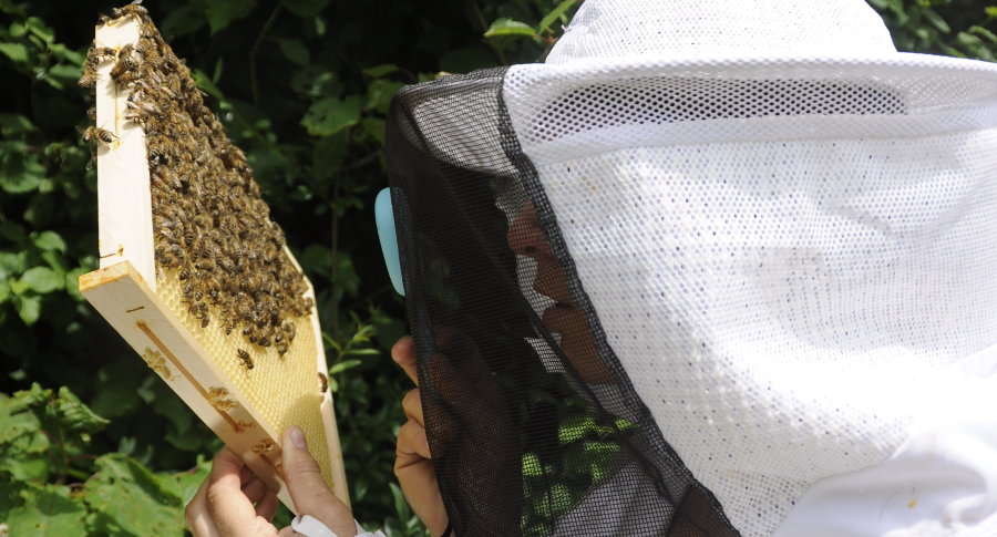 formation élevage apiculture