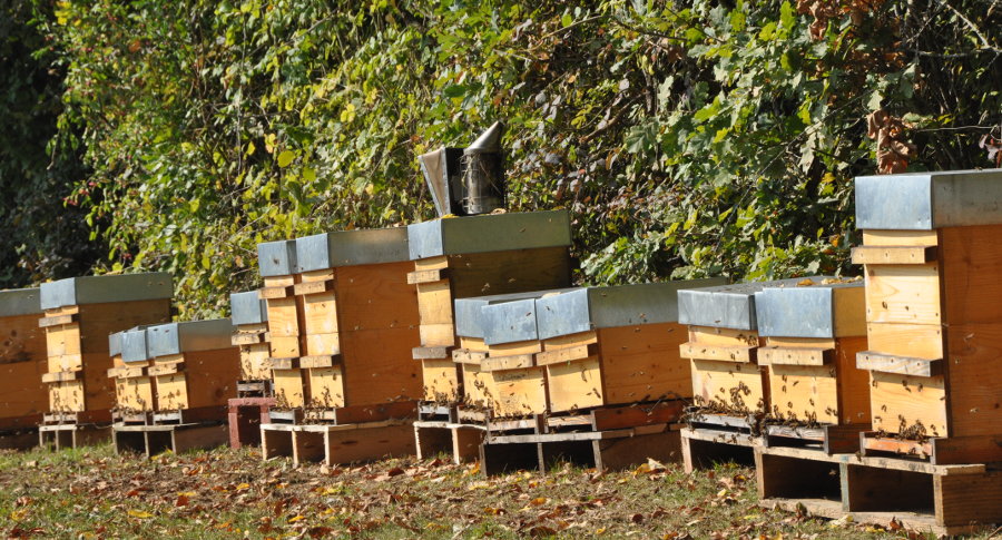 Rucher à l'automne