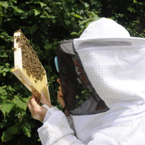 formation apiculture